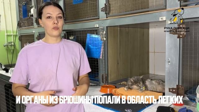 Новая экстренная кошка в наших стенах. Поддержать⬇️