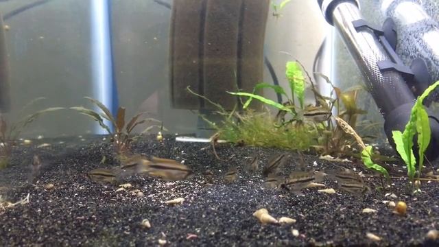 Apistogramma Cacatuoides Brood 2 Months Old