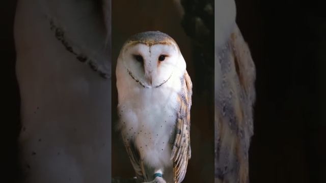 DANGEROUS EYES OF OWL#shorts#danger#owl