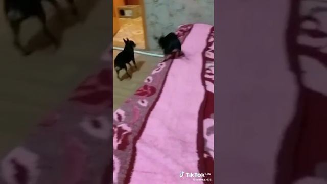 20-01-2025 Озвучили видео через видео макер!
