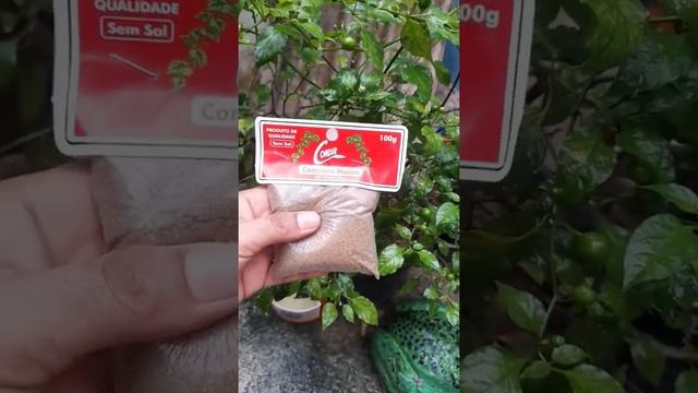 Super adubo de tempero cominho para suas plantas #shorts