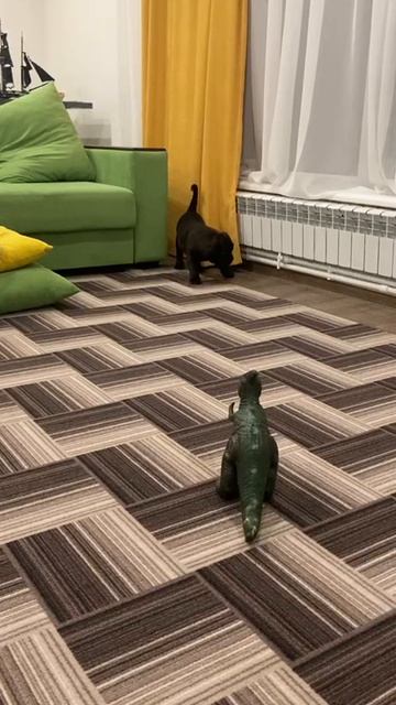 А вот Пельмешки дома ждал целый Дракон.