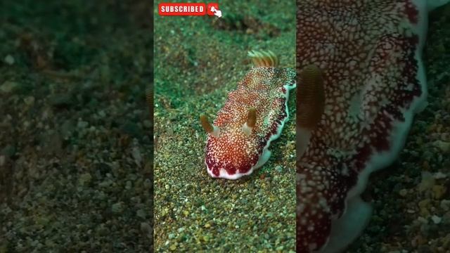 The strangest sea slugs, 4k ultra hd