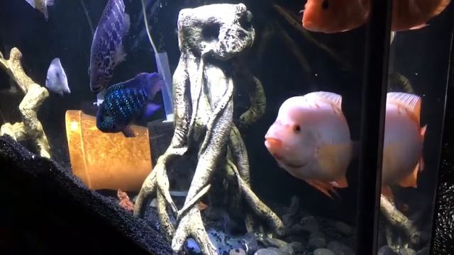 Red Devil Tank Mates - Other Fish?
