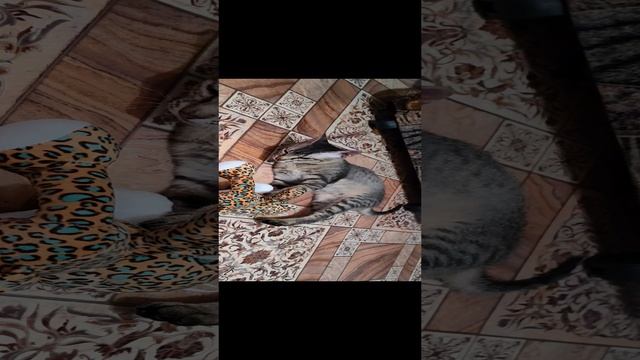 это его лучший друг 😁