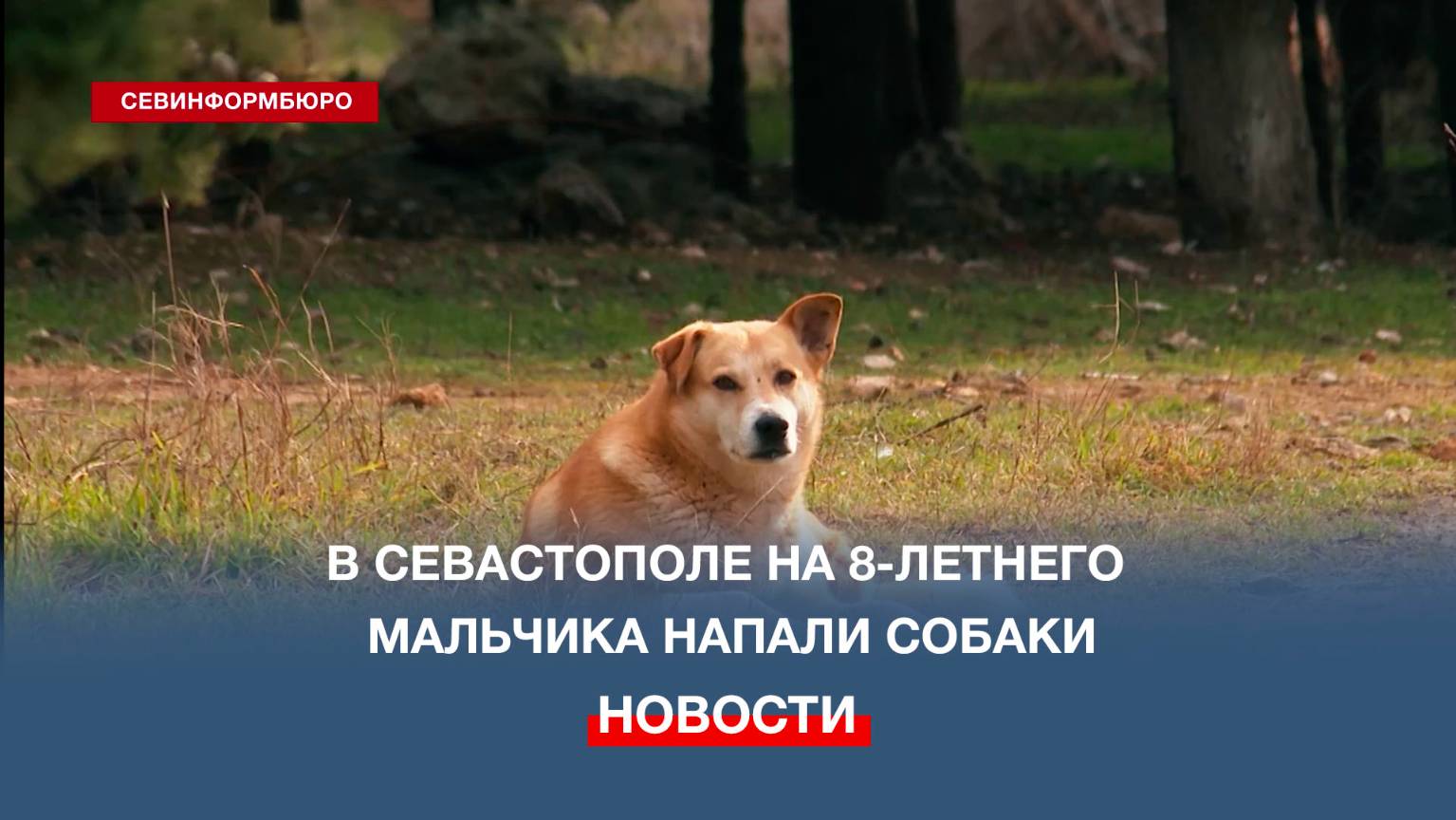 Глава Следкома поручил возбудить уголовное дело из-за нападения собак на ребёнка в Севастополе