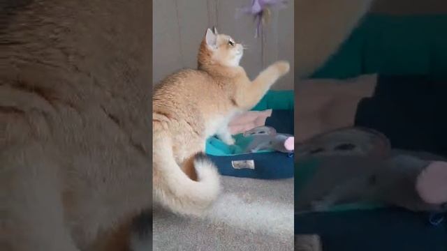 Британская кошечка