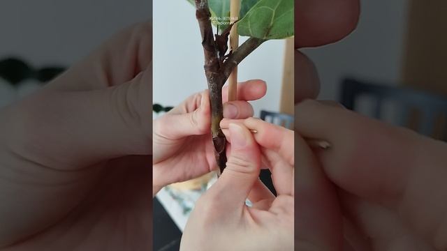 Эксперимент с цитокининовой пастой для пробуждения спящих почек. Фикус Лирата в главной роли