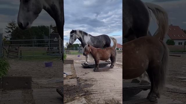 The Horse Seesaw - Ozzy Man Quickies