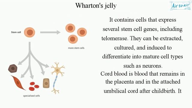 Wharton's jelly