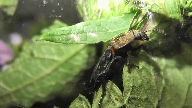 БИОСФЕРА: 226. Мертвоед Красногрудый (Oiceoptoma thoracicum)