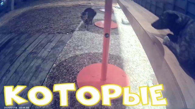 ЖИВОТНЫЕ  В КАФЕ 19 01