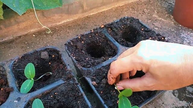 Сажаю иногда по Варварски. Огурцы это лиана. Выдержут