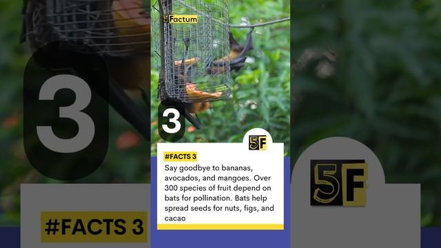 5 Strange Facts About Bats That You Probably Didn't Know - Bat Fun Facts | 5Factum #bats