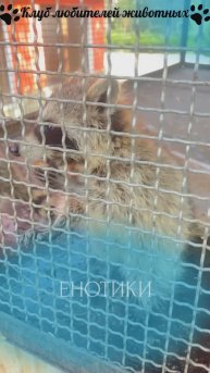 Енотики