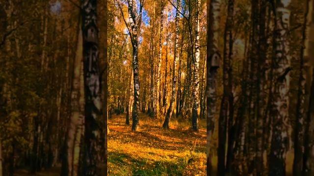 Осенние березы
