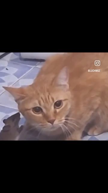 scene_output.mp4ш