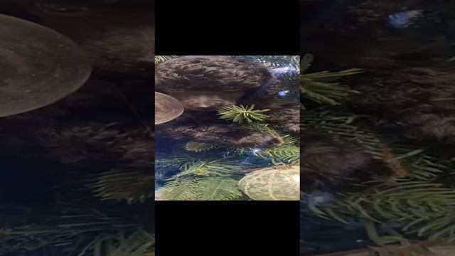 VID-20250120-WA0020.mp4