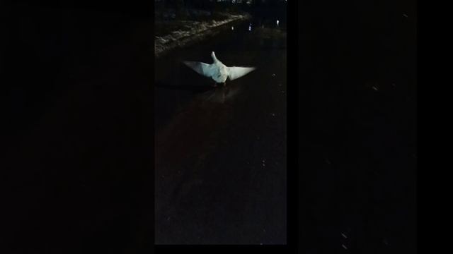 Весёлое настроение Сеньки