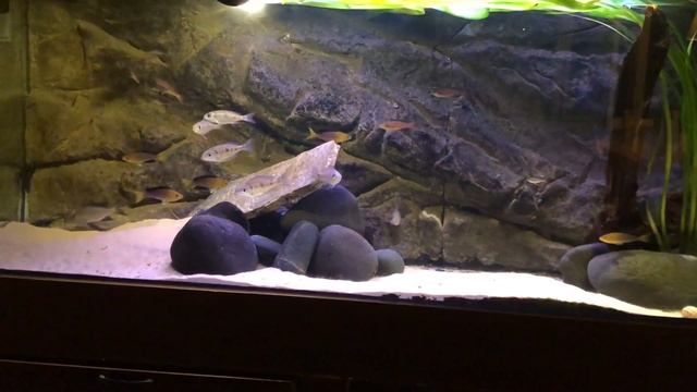 Tanganyika cichlid tank 700 liter