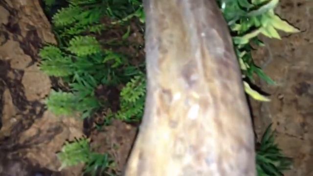 Lampropelma Violaceopes ! Tisoyspiders