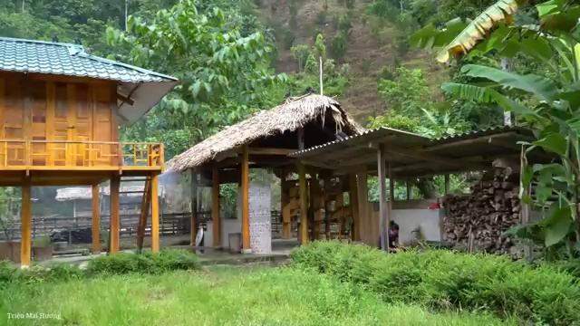 Living in the forest for 2 years, Harvesting Melons, Bamboo shoots, Longan. Trieu Mai Huong