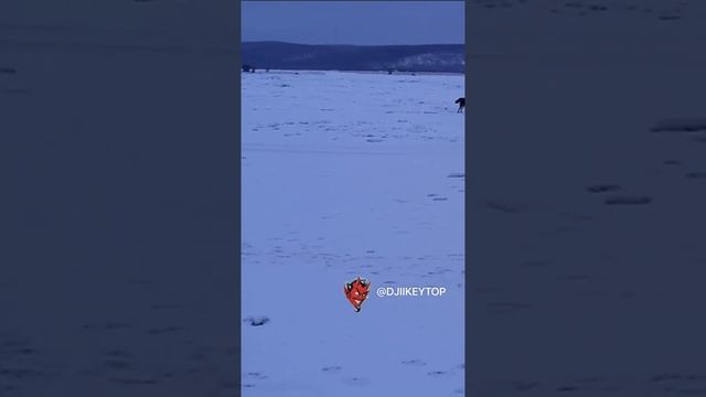 Бродячие собаки напали на лошадь и покалечили её