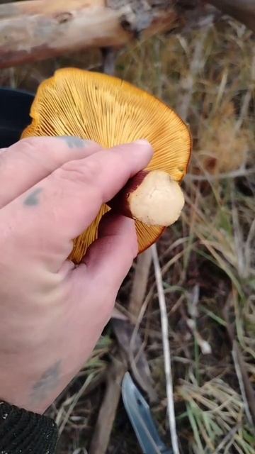 Рядовка красножелтая