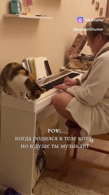 Когда ты музыкант, хоть и кот