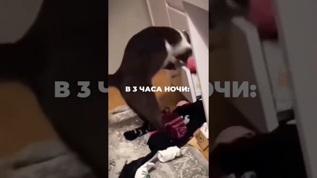 Коты и их безумства