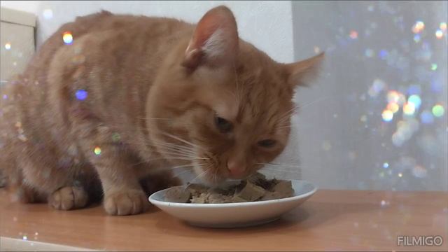 КОТОЗАРИСОВКА  #кот #коты #рыжийкот