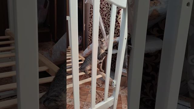 помогает собрать кроватку пока мама в роддоме 🙈