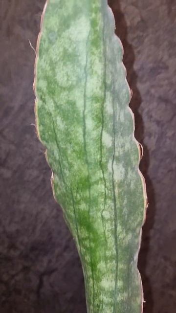 Сансевиерия Драгон Жаде вар., Sansevieria Dragon Jade var.