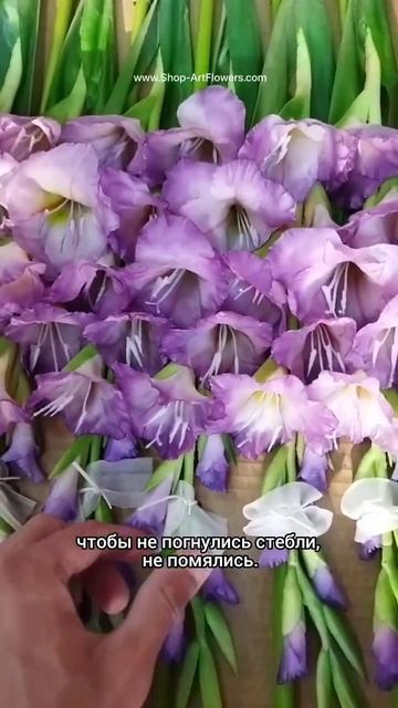 Гладиолус 🌺