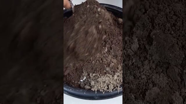 Magical way to Grow Coriander In just 3 Days#Shorts