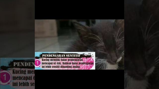 3 Fakta Menarik Kucing #shorts