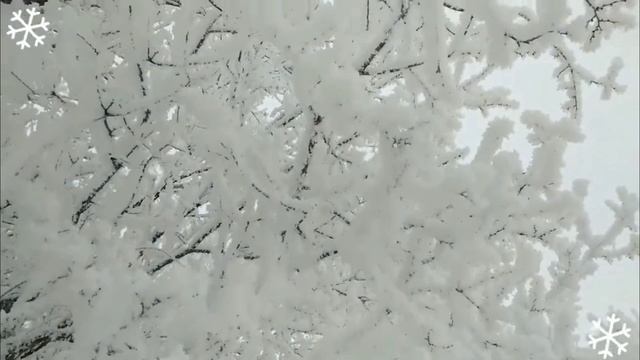 На белом покрывале января ❄️(с. Боград, Хакасия)