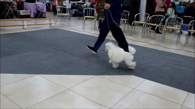 БЕЛАЯ ВЬЮГА ХОЛА ИЗ БОРИСОВ ГРАДА