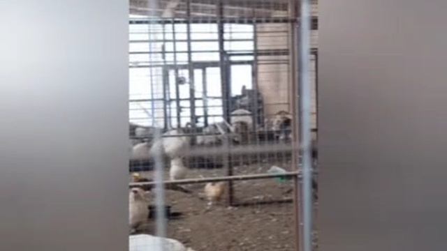 Прогулка по Весёлой ферме!!