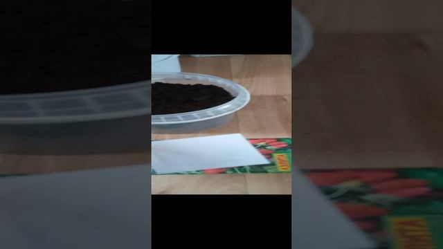 Сладкая 🍓🍓🍓 земляника в горшочке на подоконнике 😋😋😋