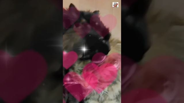 Чернухе в каждом сне снится его Самая Сказочно Красивая на свете Святая Любовь Пушинка🌜😽💓🐈⬛ 🛏