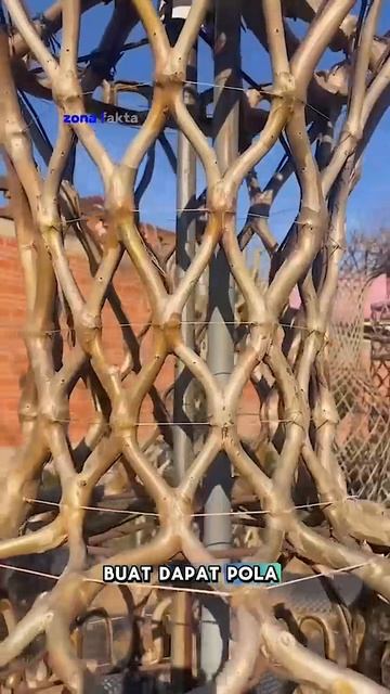 В китайской компании Foshan Greenworld Nursery возвели выращивание Лагерстрёмии в ранг искусства