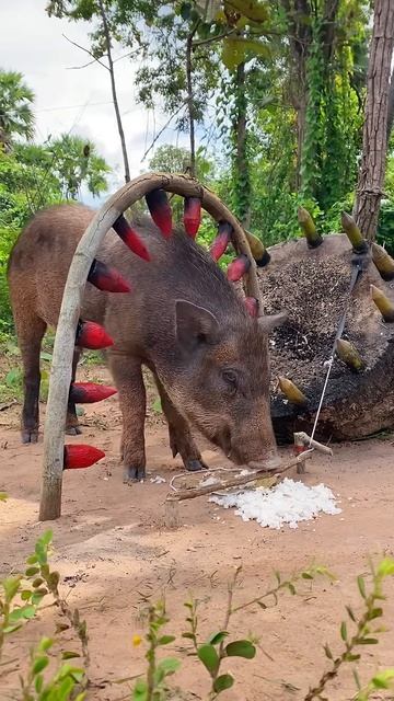 Amazing Quick Powerful Wild Pig Trap Make By Piece of wood with sharp wood #shortvideo #wildboar