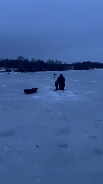 Кто рано встает тот судака из лунки достает #зимняярыбалка #рыбалка #fishing #судак #балансир