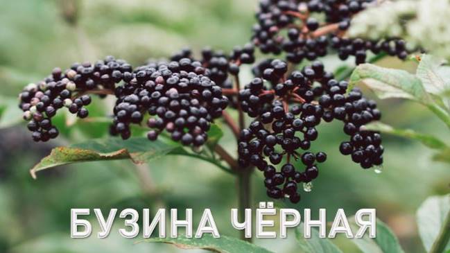 БУЗИНА ЧЁРНАЯ. Комплекс антиоксидантов и целебные свойства