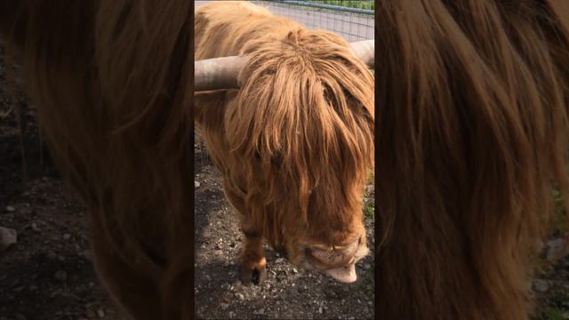 Карельский зоопарк
