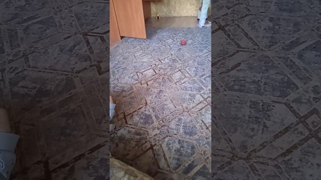 я и кот