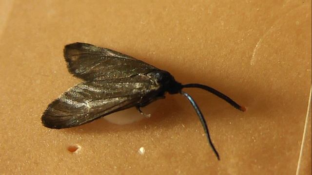 Rhagades pruni (пестрянка сливовая)