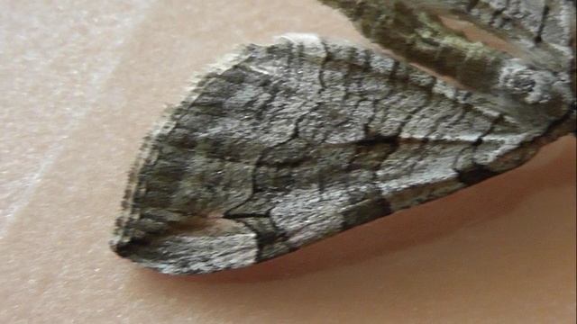 Aplocera plagiata (пяденица зверобойная)