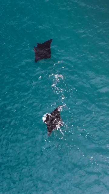 Численность мант в заливе Шарк-Бей неизвестна.